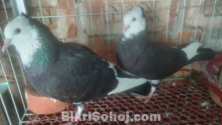 কালো রাজগোল্লা